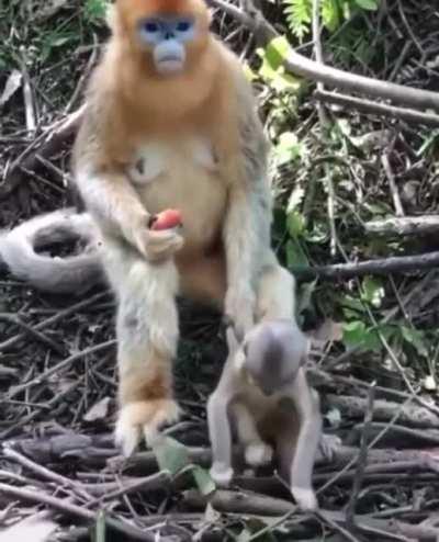 🔥 Baby monkey want to play while the mother is sitting down eating