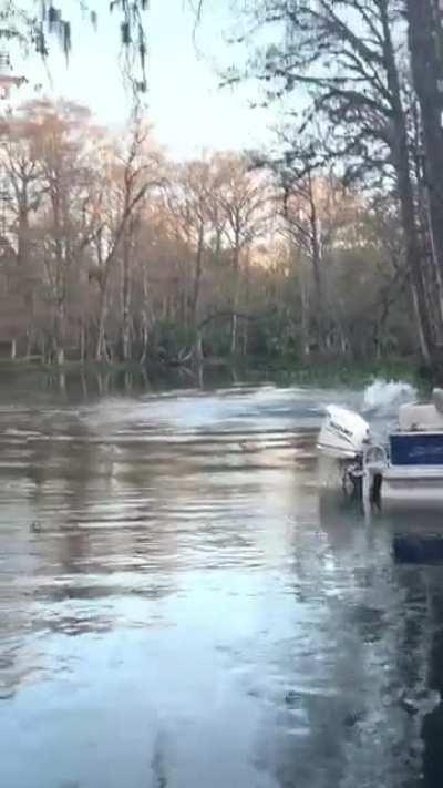 🔥 Monkeys organised between themselves a diving competition (occurred in Ocala, Florida, Silver River in Silver Springs State Park)