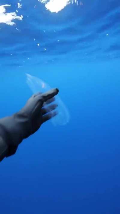 This transparent creature is a salp. Credit: andriana marine