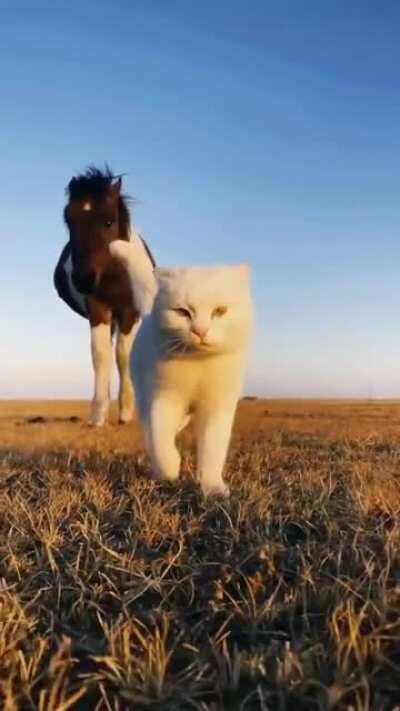 just two bros walking across the fields