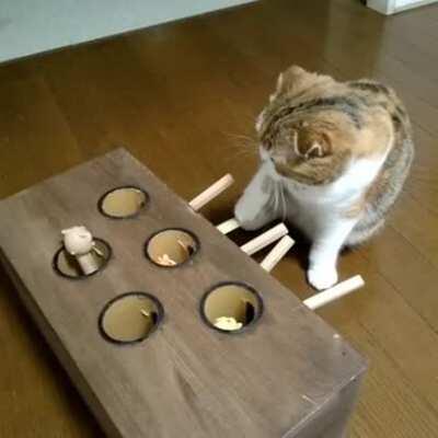 Cat Plays Whack-A-Mole.