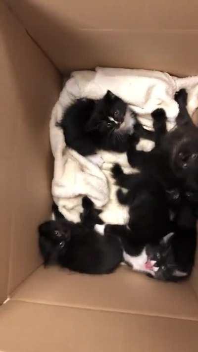 Just a box of spicy kittens