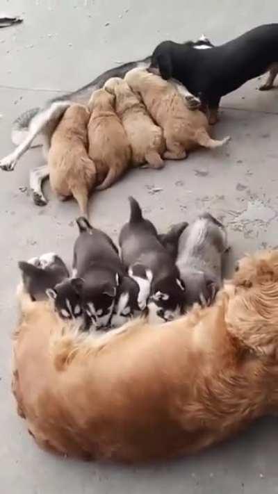 Mothers swap their puppies to feed