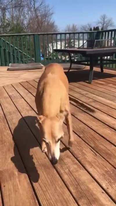 The day after she had her back leg taken off vs two days later (mild zoomies?) She’s now back to zipping around the yard at top speed!