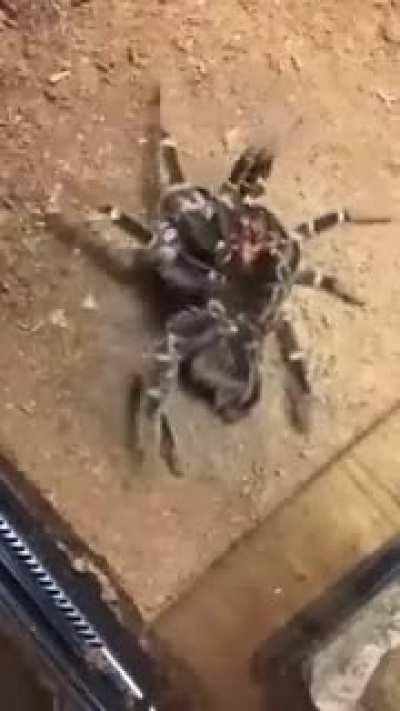 A spider molting