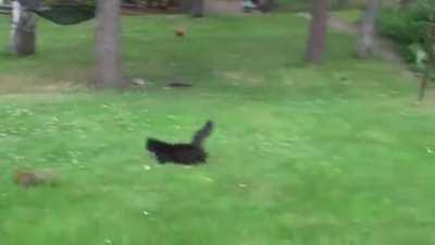 🔥 Squirrel Masterfully Escapes a Cat