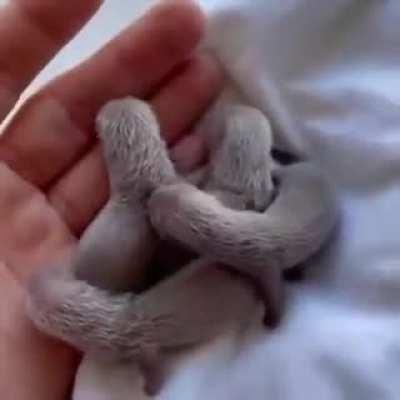 3 days old ferrets