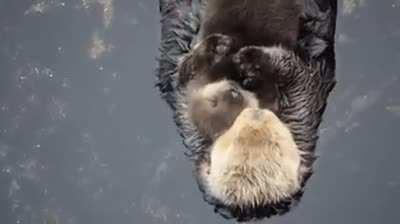 Baby Sea Otter trying to sleep on Mom