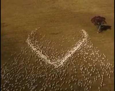 Australian farmer Ben Jackson couldn’t attend his Aunt’s funeral due to Covid restrictions. So instead he laid out grain for his Sheep in the shape of a heart in order “that she could see it through the clouds”.