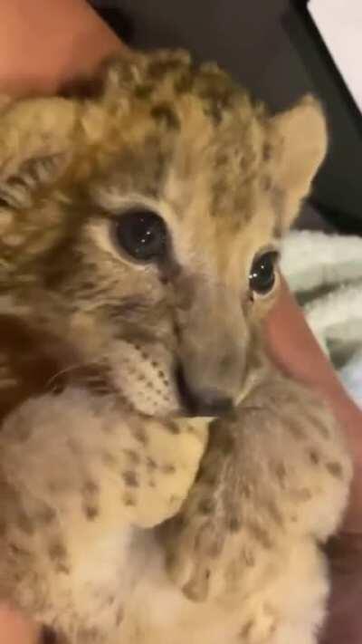 Baby Lion