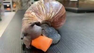 🔥 Snail eating carrot