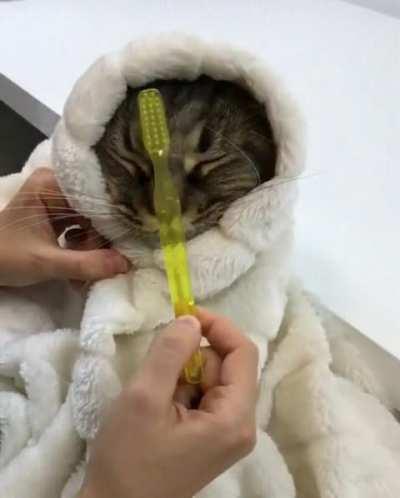 Purrito loves the brushy brushy