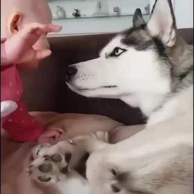 Husky being done with life