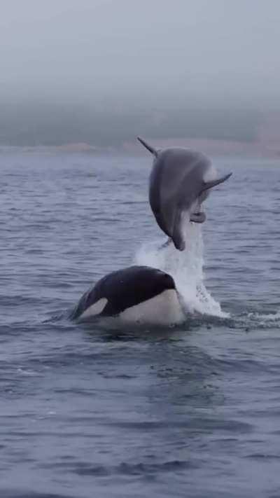 Orca and bottlenose dolphin off the coast of San Diego