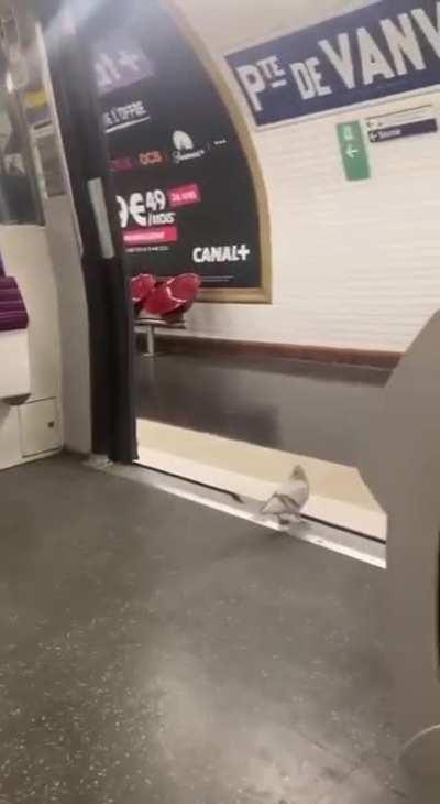 Pigeon taking the metro