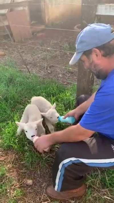 Two hungry little lambs are very ready for breakfast time!