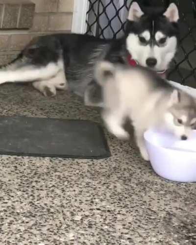 HuskyDerping