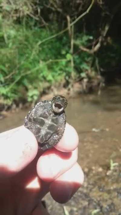 Tiny Turtle Making WTF Face At Me