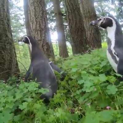 Nacho and Goat from the Oregon Zoo went hiking in the forest