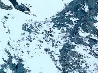 Snow leopard jumps off cliff into free fall to catch prey