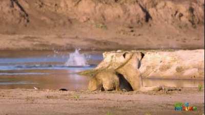 Nile crocodile kills overconfident baby hippo
