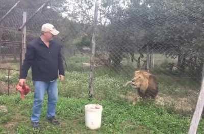 Feeding the King of the jungle