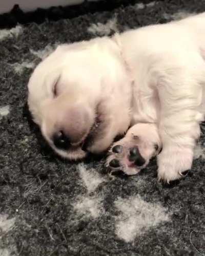 This little guy is having a nice dream