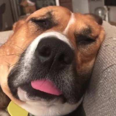 Sweet Dee sleepy time blop