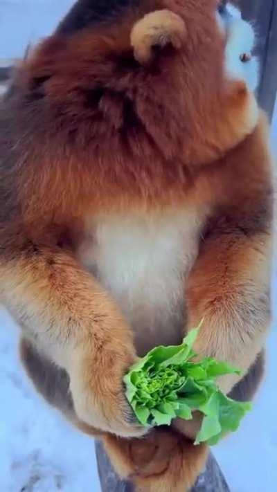 Golden snub-nosed Monkey eating lettuce