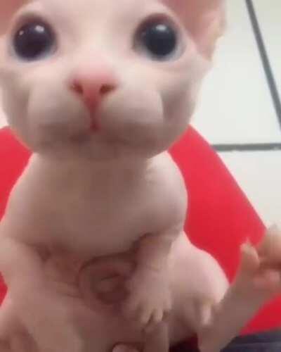 The real Mew, so cutee 💗