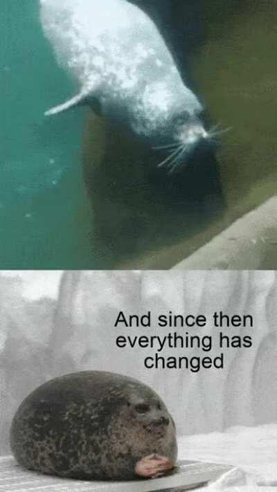 The creation of the wholesome seal