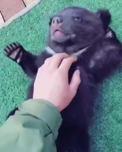 Rub my belly please