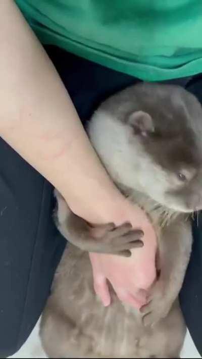 Why are otters so cute and make these noises?