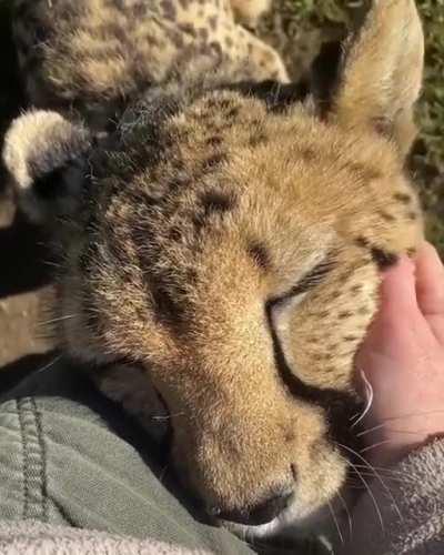 Happy cheetah enjoying their ear rubs