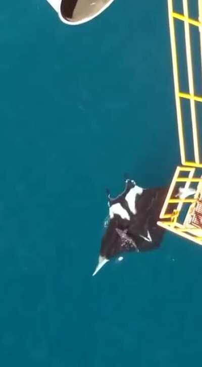 Huge oceanic Manta Ray spotted near Trinidad ( sharks for scale )