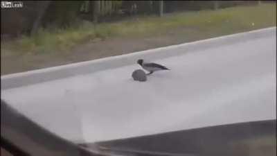 Bird helps hedgehog from being run over