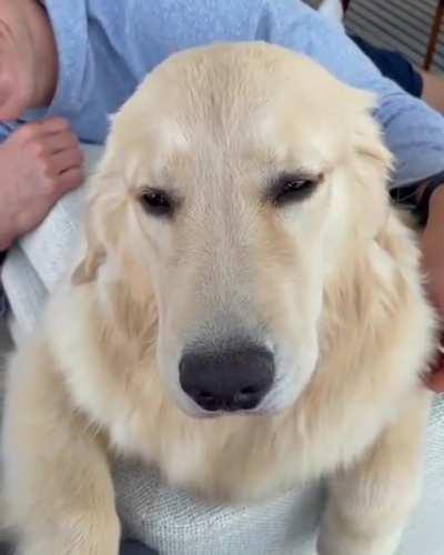 Good boi enjoying some ear scritches