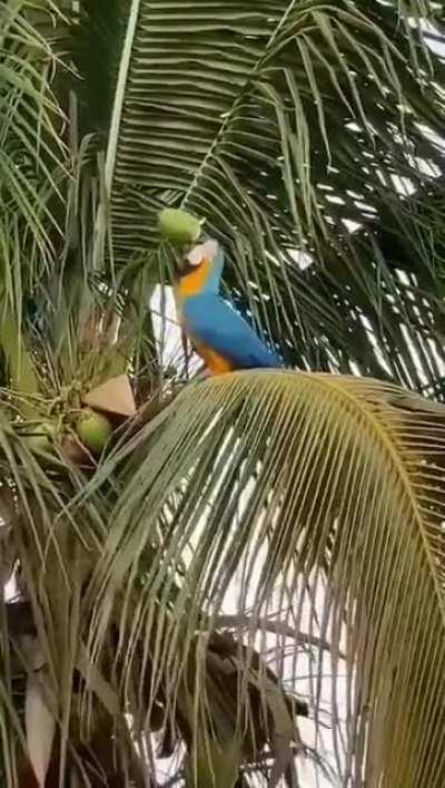 🔥 A strong beak grants coconut water!