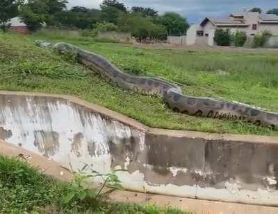 Massive Anaconda found in Brazil.