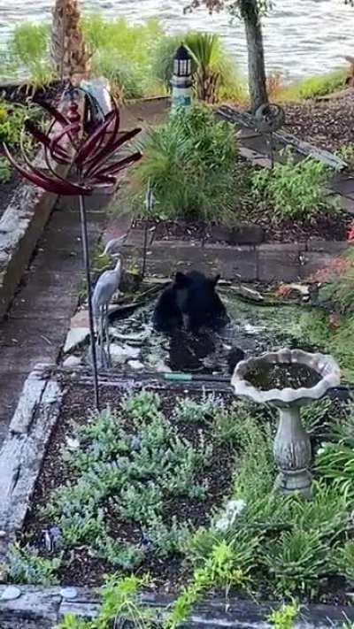 Mama bear prefers my pond to the ocean a few feet away. Her cubs are nearby.