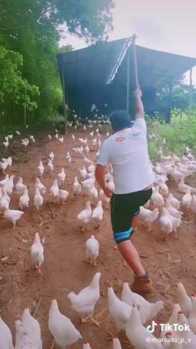 Chicken Boss