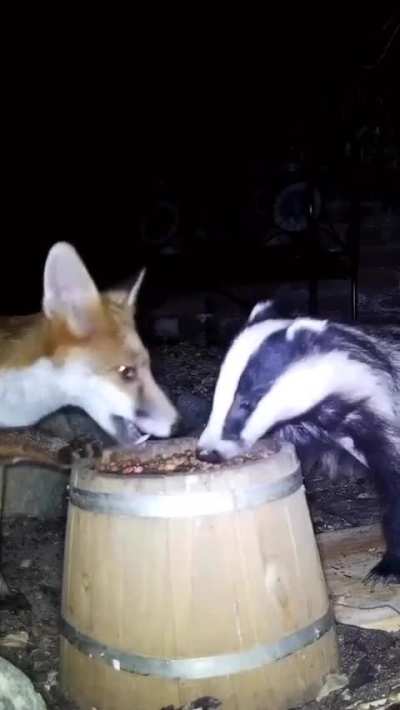 🔥 Fox &amp;amp; Badger share a midnight feast