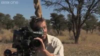 Meerkat uses cameraman's head as a vantage point to scan the area!