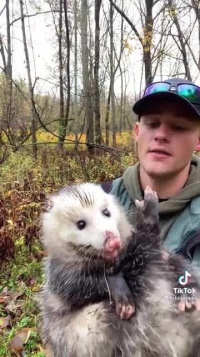 Man Picks up an Opposum and knows super cool facts about them