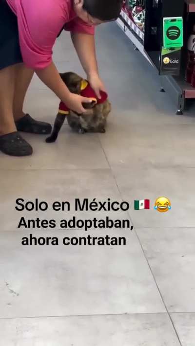 Contratando gatos, literal 