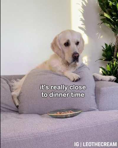 golden retriever left alone with food