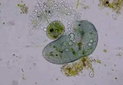 Single-celled organism rips open another cell.