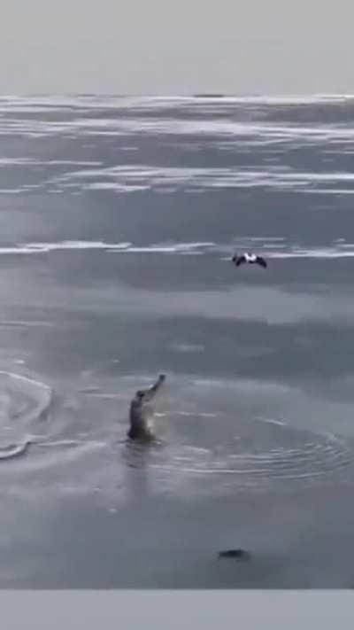 🔥 Drone wanted to capture nature, but nature captured the Drone.