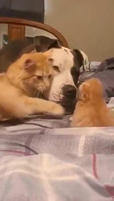 Mommy cat introduces new kitten to doggy friend