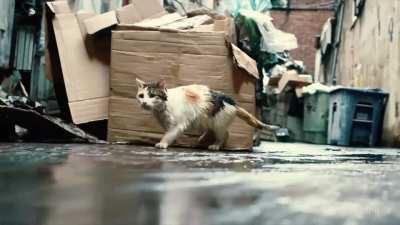 Sora prompt: &quot;a white and orange tabby alley cat is seen darting across a back street alley in a heavy rain, looking for shelter...&quot; (prompt by Chad Nelson)